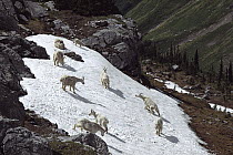 Mountain Goat (Oreamnos americanus) herd on patch of snow, Rocky Mountains, North America