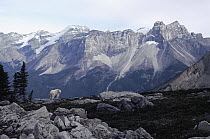 Mountain Goat (Oreamnos americanus) in Rocky Mountain landscape, Yoho National Park, Canada