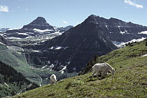 Mountain Goat (Oreamnos americanus) pair grazing in Rocky Mountains, North America