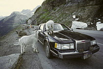 Mountain Goat (Oreamnos americanus) pair licking road salt off of tourist's car, Glacier National Park, Montana
