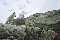 Mountain Goat (Oreamnos americanus) herd on rocky slopes of Mount Evans, Colorado