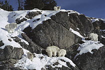 Mountain Goat (Oreamnos americanus) herd on snow-covered rocks, Banff National Park, Canada