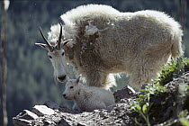 Mountain Goat (Oreamnos americanus) mother and kid, Glacier National Park, Montana