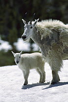 Mountain Goat (Oreamnos americanus) mother and kid in snow, Glacier National Park, Montana