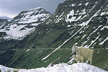 Mountain Goat (Oreamnos americanus) mother and kid on snowy cliff, Glacier National Park, Montana
