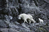 Mountain Goat (Oreamnos americanus) mother and kid on steep mountainside, Banff National Park, Rocky Mountains, Canada