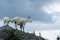 Mountain Goat (Oreamnos americanus) mother and kid, Glacier National Park, Rocky Mountains, Montana