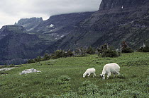 Mountain Goat (Oreamnos americanus) mother and kid grazing in meadow, Glacier National Park, Rocky Mountains, Montana