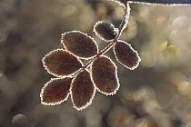 Frost on leaves, Rocky Mountains, North America