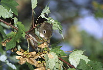 Red Squirrel (Tamiasciurus hudsonicus) feeding on seeds in maple tree, Rocky Mountains, North America