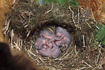Red Squirrel (Tamiasciurus hudsonicus) infants in nest, Rocky Mountains, North America