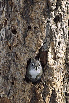 Red Squirrel (Tamiasciurus hudsonicus) at entrance to nest in tree, Rocky Mountains, North America