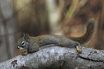 Red Squirrel (Tamiasciurus hudsonicus), Rocky Mountains, North America
