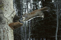 Red Squirrel (Tamiasciurus hudsonicus) leaping onto tree, Rocky Mountains, North America