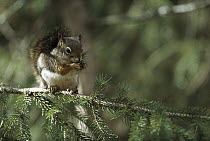 Red Squirrel (Tamiasciurus hudsonicus) feeding in tree, Rocky Mountains, North America