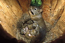 Red Squirrel (Tamiasciurus hudsonicus) mother nursing babies in nest, Rocky Mountains, North America