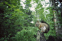 Red Squirrel (Tamiasciurus hudsonicus) sitting on tree stump, Rocky Mountains, North America