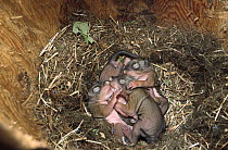 Red Squirrel (Tamiasciurus hudsonicus) infants in nest, Rocky Mountains, North America