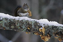 Red Squirrel (Tamiasciurus hudsonicus) eating seeds from a Douglas Fir (Pseudotsuga menziesii) cone, Rocky Mountains, Montana