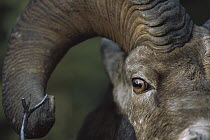 Bighorn Sheep (Ovis canadensis) male close-up, Rocky Mountains, North America