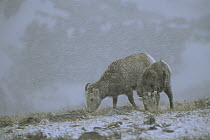 Bighorn Sheep (Ovis canadensis) female and young grazing in snow storm, Rocky Mountains, North America
