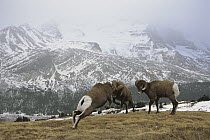 Bighorn Sheep (Ovis canadensis) males butting heads while a third looks on, Rocky Mountains, North America