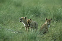Coyote (Canis latrans) pups in tall grass, Glacier National Park, Montana