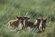 Coyote (Canis latrans) pups playing in tall grass, Glacier National Park, Montana
