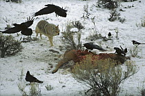 Coyote (Canis latrans) and Common Raven (Corvus corax) group and Magpies scavenge an elk carcass, Yellowstone National Park, Wyoming