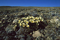 Mountain Avens (Dryas integrifolia) blooming on tundra on Banks Island, Northwest Territories, Canada