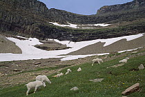 Mountain Goat (Oreamnos americanus) female herd grazing, Glacier National Park, Montana
