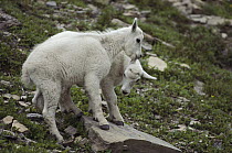 Mountain Goat (Oreamnos americanus) kids playing, Glacier National Park, Montana