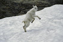 Mountain Goat (Oreamnos americanus) kid playing in the snow, Glacier National Park, Montana