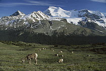Bighorn Sheep (Ovis canadensis) female herd grazing, Glacier National Park, Montana