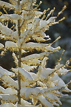 Larch (Larix sp) tree covered with snow, Glacier National Park, Montana