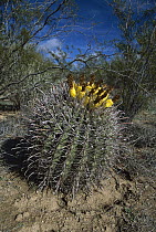 Fishhook Cactus (Mammillaria sp), Sonoran Desert, Arizona