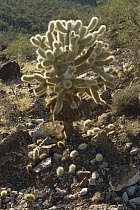 Teddy Bear Cholla (Cylindropuntia bigelovii) cactus surrounded with reproducting cholla balls, Sonoran Desert, Arizona