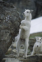 Mountain Goat (Oreamnos americanus) kid curisouly tests its climbing abilities, Glacier National Park, Montana