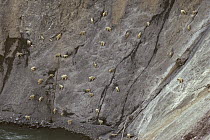 Mountain Goat (Oreamnos americanus) herd licking salt and minerals from steep, rocky slope known as the Walton Goat Lick, Glacier National Park, Montana