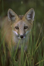 Red Fox (Vulpes vulpes) juvenile, Rocky Mountains, North America