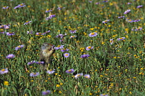 Columbian Ground Squirrel (Spermophilus columbianus) feeding on alpine flowers, Rocky Mountains, North America