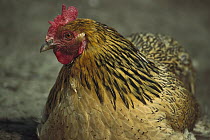 Domestic Chicken (Gallus domesticus) hen, northern Germany