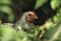 Domestic Chicken (Gallus domesticus) hen hiding behind vegetation, northern Germany