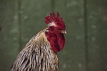 Domestic Chicken (Gallus domesticus) rooster, northern Germany