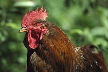 Domestic Chicken (Gallus domesticus) rooster, northern Germany