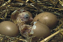 Domestic Chicken (Gallus domesticus) chick hatching from egg in nest, northern Germany