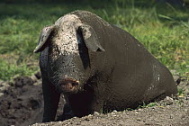 Domestic Pig (Sus scrofa domesticus) wallowing in mud to keep cool and control parasites, Germany