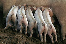Domestic Pig (Sus scrofa domesticus) piglets nursing, northern Germany
