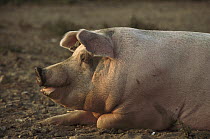 Domestic Pig (Sus scrofa domesticus) sow resting on ground, northern Germany
