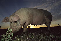 Domestic Pig (Sus scrofa domesticus) sow grazing on meadow at sunset, northern Germany